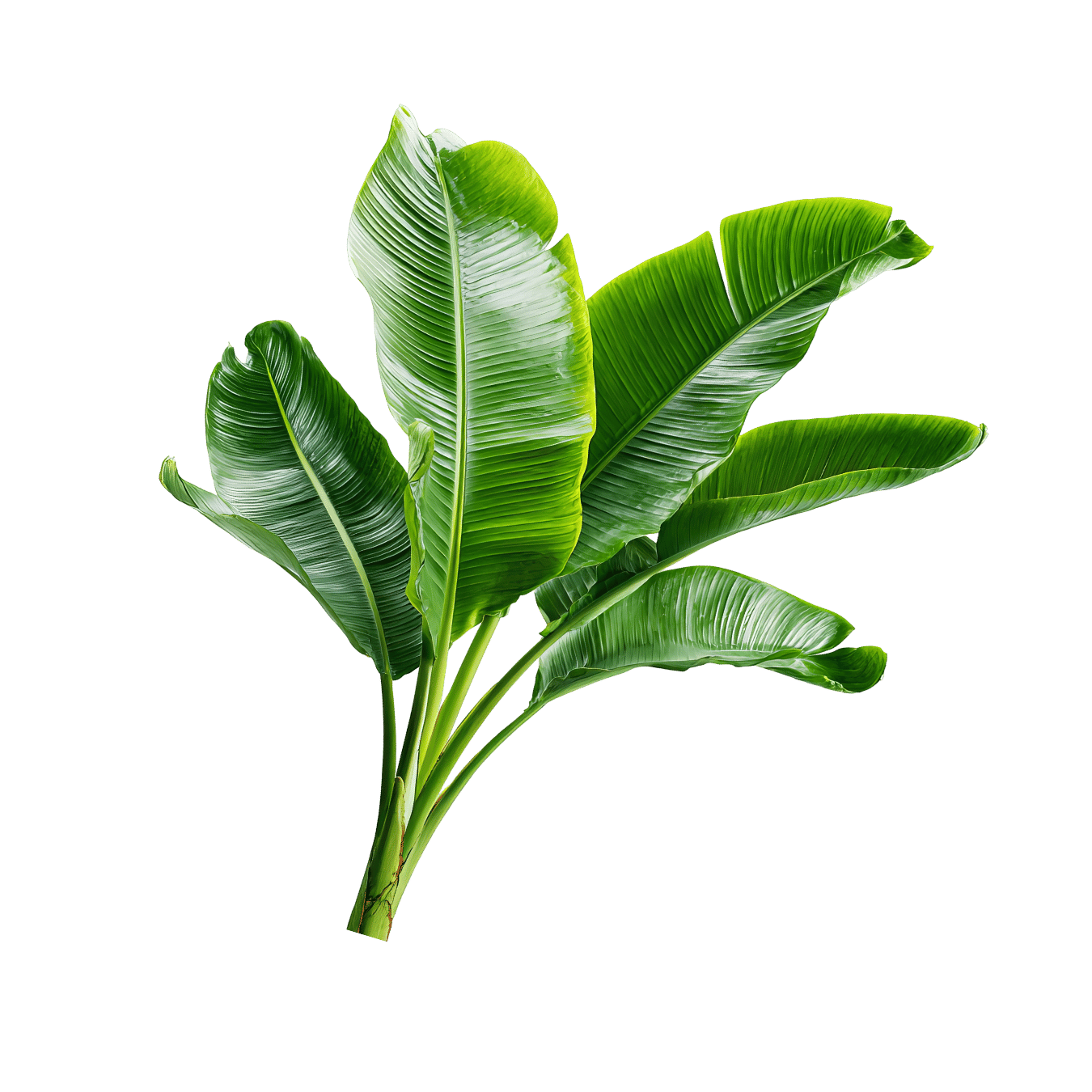 Banana Leaf Left